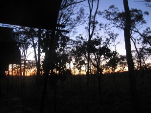 Blauflügelkookaburras wecken die Sonne...