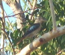 Ein Haubenliest  (Blauflügelkookaburra)